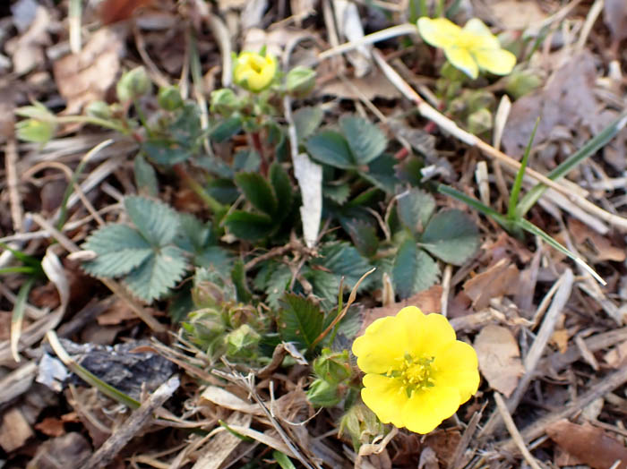 photoミツバツチグリ