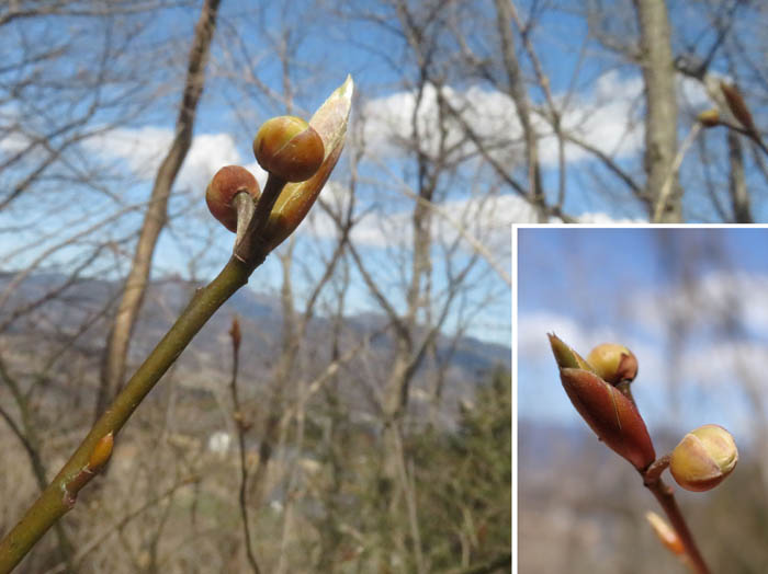 photoクロモジ