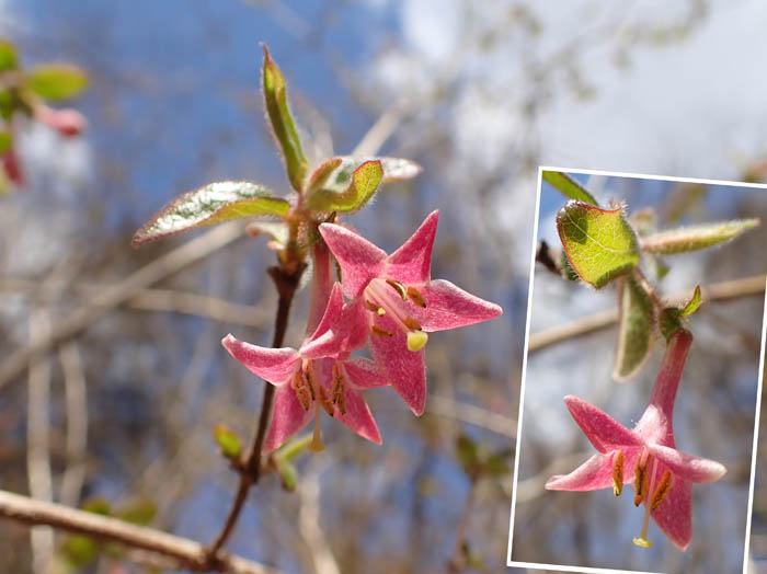 photoミヤマウグイスカグラ