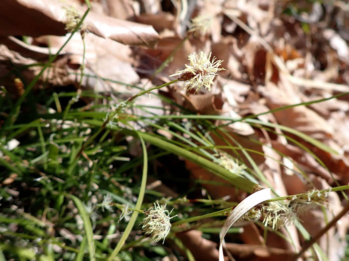 photoカンスゲ