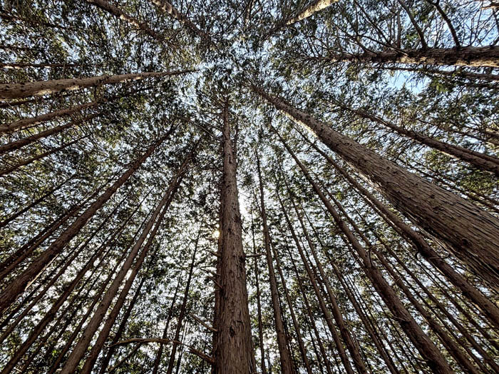 photo16風戸峠上の針葉樹の森