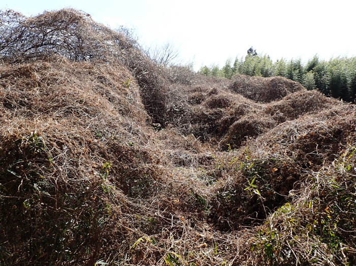 photo22マント植物に覆われた梅林