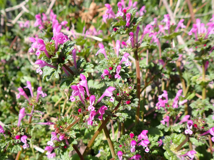 photoホトケノザ