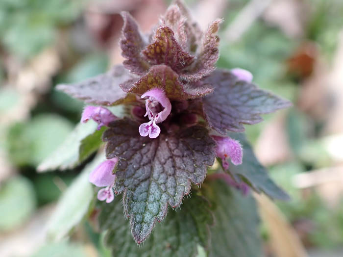 photoヒメオドリコソウ