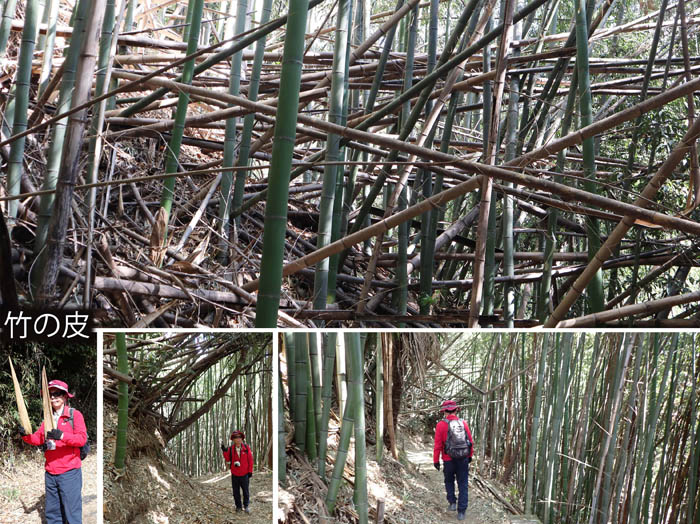 photo3荒れた竹林