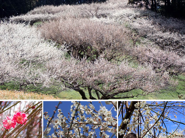 photo9梅林は香り豊か