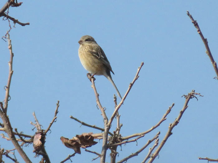 photo小鳥がいる