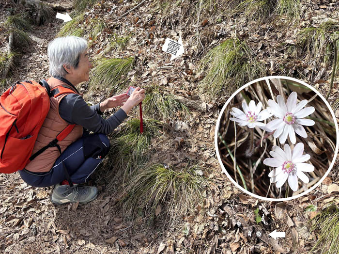 photo10ミスミソウが咲いてる