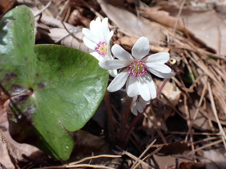 photo11ミスミソウ（キンポウゲ科）