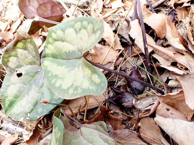 photo14コシノカンアオイ（ウマノスズクサ科）