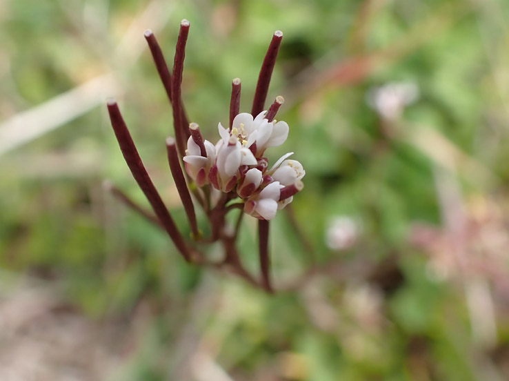 photo2ミチタネツケバナ