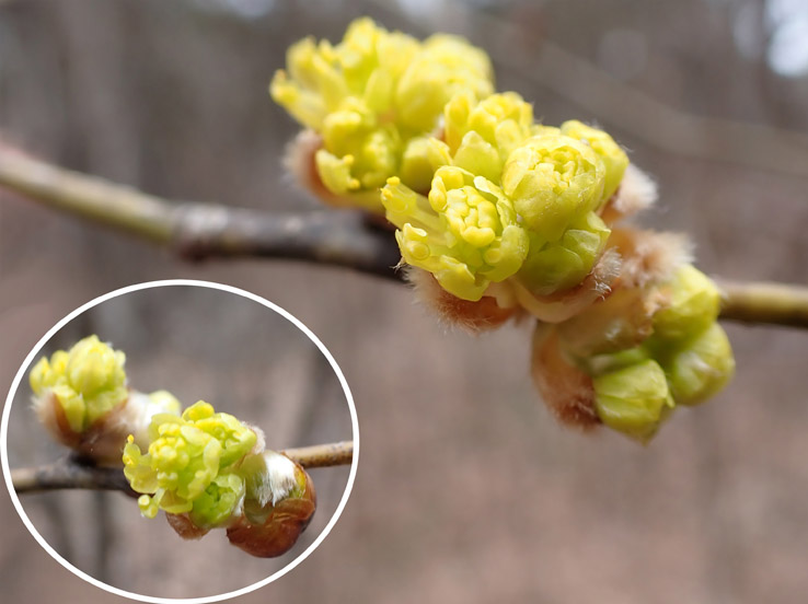 photo3咲きそうなダンコウバイ