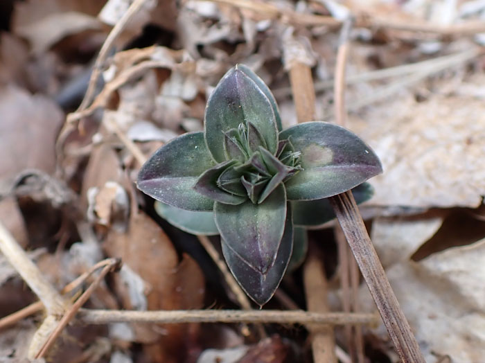 photoフデリンドウ