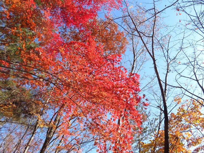 photo：真っ赤な葉　地附山