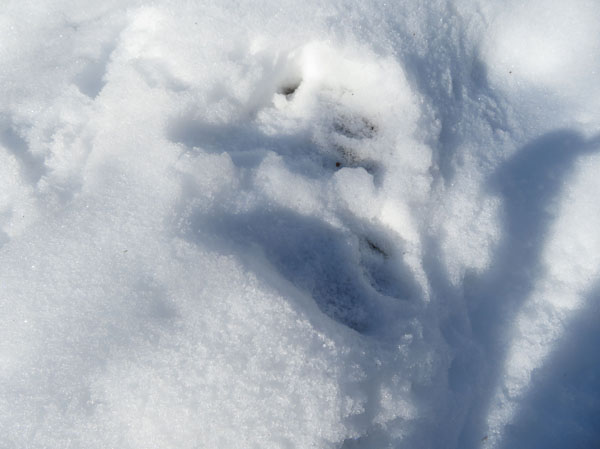 photo：動物の大きな足跡・茶臼山