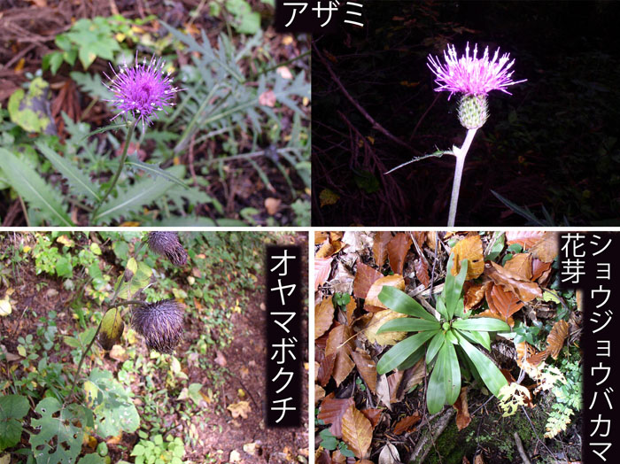 photo：花・アザミ,オヤマボクチ,ショウジョウバカマの花芽・黒姫山