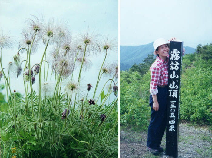 霧訪山山頂に咲くオキナグサ