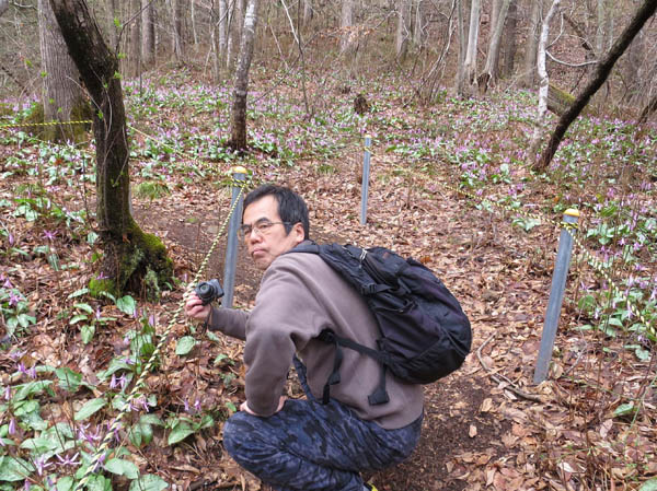 写真12カタクリみんな綺麗