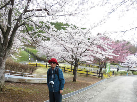 photo・syo1・地附山公園の桜は満開