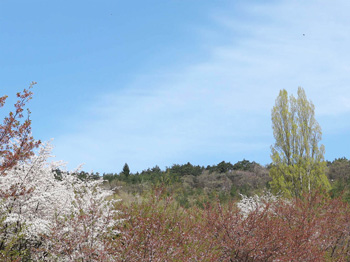 photo：春爛漫の地附山