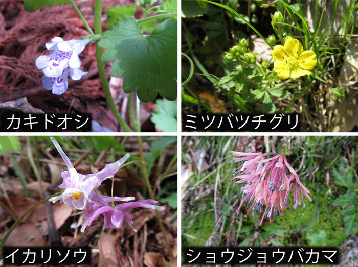 photo：花,カキドオシ,ミツバツチグリ,イカリソウ,ショウジョウバカマ・葛山