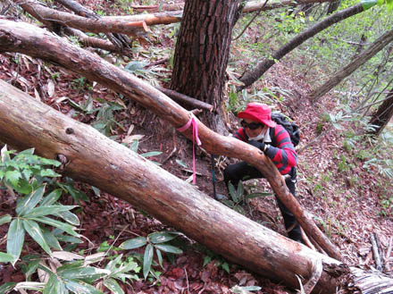 photo：太い木も細い木もまたぐ登山道・観音山