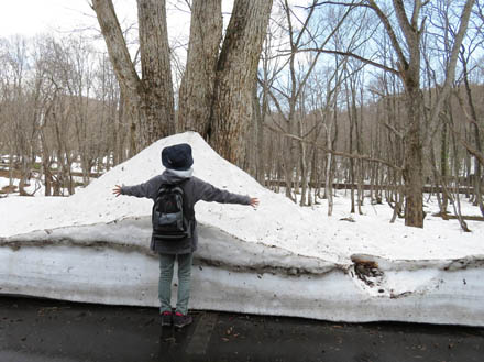 photo：雪の壁（戸隠森林植物園）