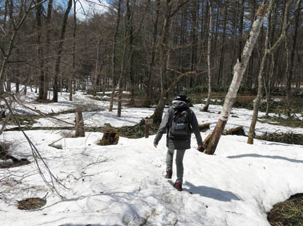 photo：散策路はまだ雪の下（戸隠森林植物園）