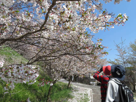 photo：青空に桜がきれい・地附山駒弓神社