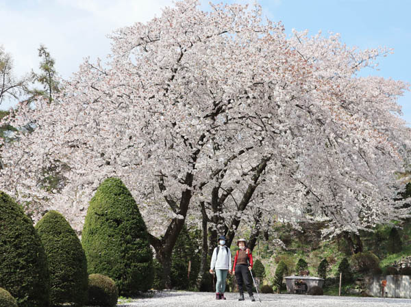 photo 霊山寺の桜は満開・大峰山、地附山