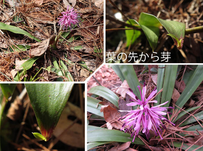photo：ショウジョウバカマ　花と不定芽・大峰山
