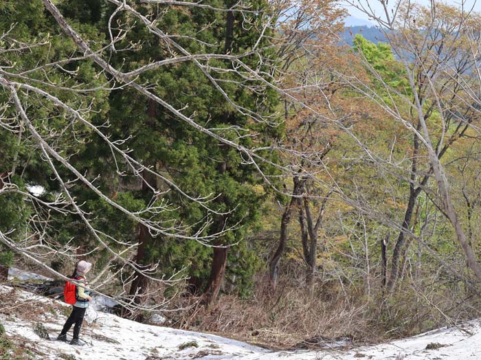 photo：雪原と新緑・袴岳