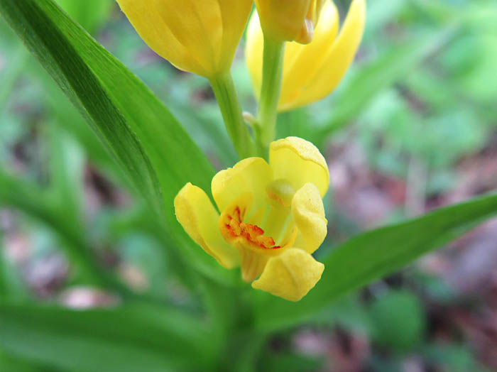 photo：形が面白いラン科の花：キンラン：鴨ヶ嶽