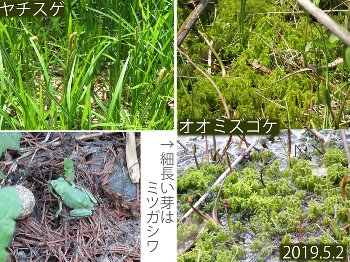 photo：ヤチスゲ,オオミズゴケ,カエル,ミツガシワの芽：逆谷地湿原