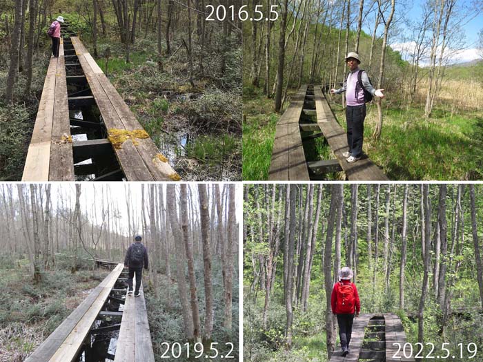 photo：木道を歩く（過去と現在の５月）：逆谷地湿原
