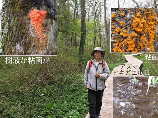 photo：樹液か粘菌か,ヒキガエルの卵：戸隠森林植物園