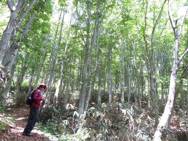 photo：ブナの森で：袴岳