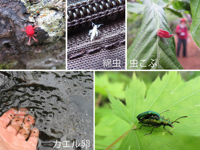 photo：線虫,虫瘤,カエルの卵,昆虫の交尾：鍋倉山
