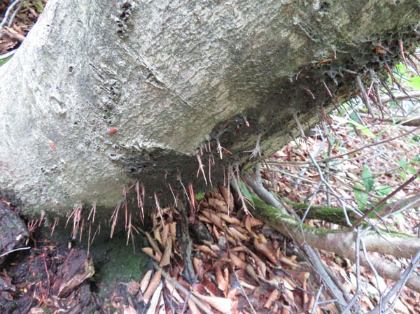 photo：斜めになったブナの幹から下へ伸びる根：鍋倉山