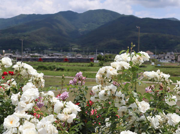 photo：バラとしなの鉄道の電車：さかき千曲川バラ公園