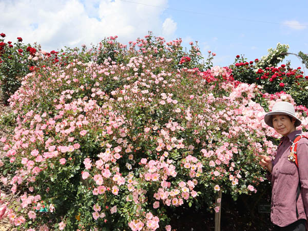 photo：満開のピンクのバラ：さかき千曲川バラ公園