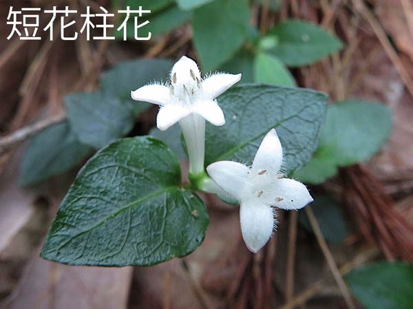 photo：ツルアリドオシ短花柱花：地附山